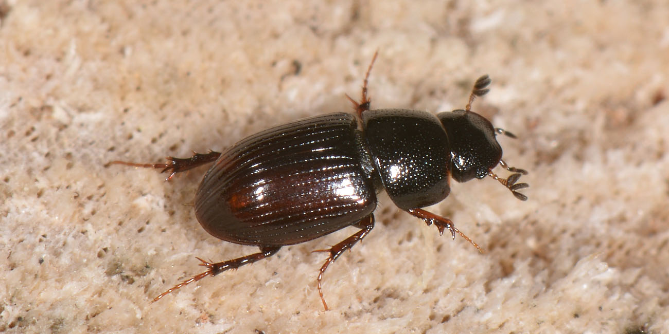 Aphodiidae: Planolinus sp. opp. Planolinoides sp.